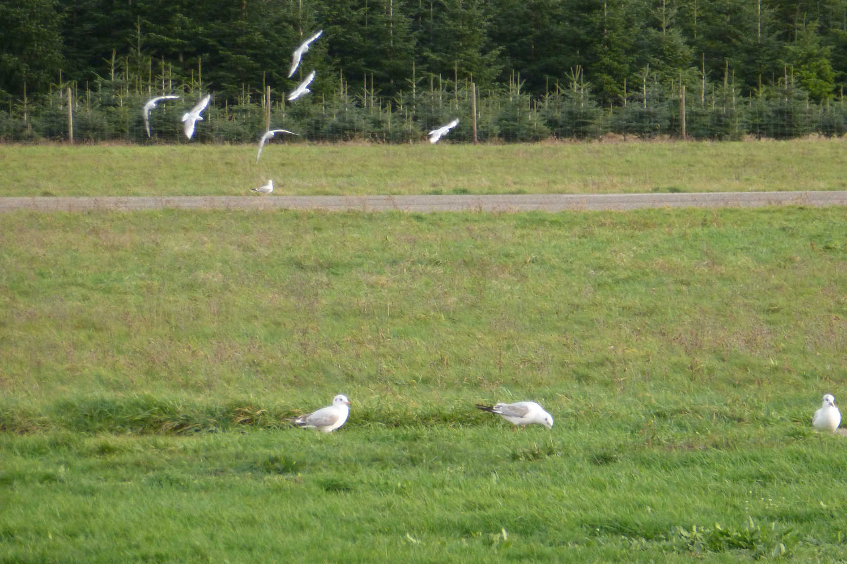 Vögel über dem Flugplatz